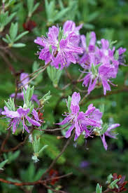 Attēlu rezultāti vaicājumam “Rhododendron canadense”