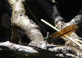 Attēlu rezultāti vaicājumam “Calopteryx virgo female”