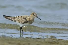 Image result for Calidris bairdii