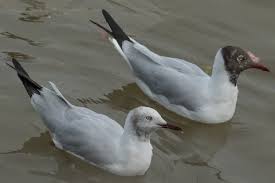 Image result for Chroicocephalus genei