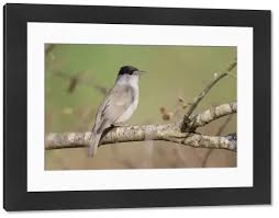 Attēlu rezultāti vaicājumam “Sylvia atricapilla male”