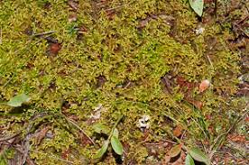 Attēlu rezultāti vaicājumam “Bazzania trilobata”