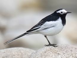 Attēlu rezultāti vaicājumam “Motacilla alba adult”