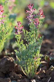 Attēlu rezultāti vaicājumam “Fumaria officinalis flower”