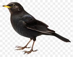 Attēlu rezultāti vaicājumam “Turdus merula”