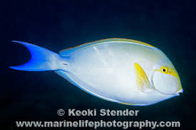Image result for Acanthurus xanthopterus
