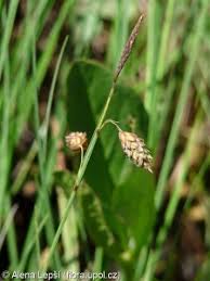 Attēlu rezultāti vaicājumam “Carex limosa fruit”