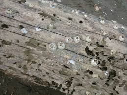 Attēlu rezultāti vaicājumam “Balanus improvisus”