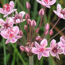Attēlu rezultāti vaicājumam “Butomus umbellatus flower”