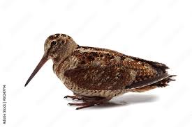 Attēlu rezultāti vaicājumam “Scolopax rusticola”