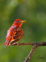 Image result for Piranga rubra