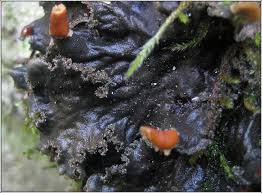 Attēlu rezultāti vaicājumam “Peltigera praetextata”