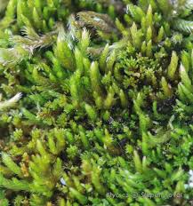 Attēlu rezultāti vaicājumam “Platygyrium repens”