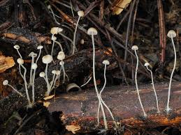 Attēlu rezultāti vaicājumam “Sclerophora farinacea”