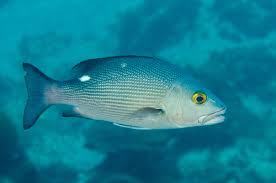 Image result for Rhomboplites aurorubens