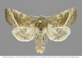 Attēlu rezultāti vaicājumam “Hydraecia micacea”