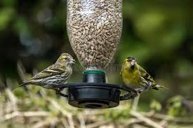 Attēlu rezultāti vaicājumam “Carduelis spinus female”