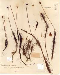 Attēlu rezultāti vaicājumam “Polytrichum commune var. perigoniale”