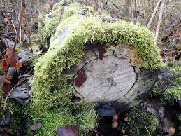 Attēlu rezultāti vaicājumam “Stemonaria irregularis”