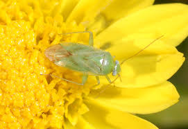 Attēlu rezultāti vaicājumam “Miridae”