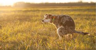Image result for cestoda excrement dog