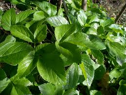 Attēlu rezultāti vaicājumam “Angelica archangelica leaf”