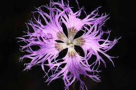 Image result for Dianthus superbus