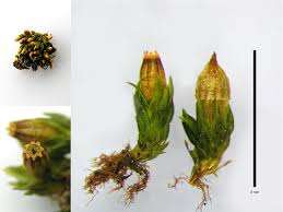 Attēlu rezultāti vaicājumam “Orthotrichum pumilum”