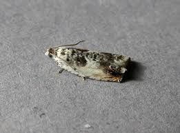 Attēlu rezultāti vaicājumam “Ancylis laetana”