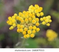 Attēlu rezultāti vaicājumam “Helichrysum arenarium”