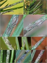 Attēlu rezultāti vaicājumam “Schizolachnus pineti”