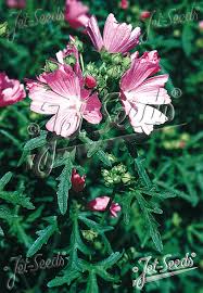 Image result for Malva alcea