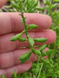 Attēlu rezultāti vaicājumam “Cakile maritima subsp. baltica”