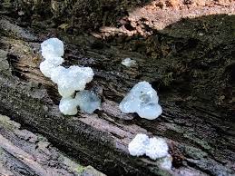 Attēlu rezultāti vaicājumam “Siphoptychium violaceum young”