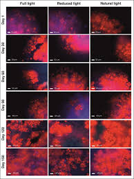 Attēlu rezultāti vaicājumam “Cladonia mitis”