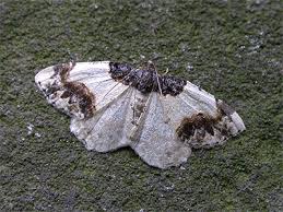 Attēlu rezultāti vaicājumam “Ligdia adustata”