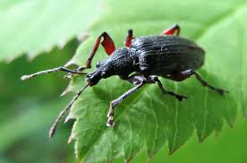 Attēlu rezultāti vaicājumam “Protapion sp.”