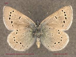 Attēlu rezultāti vaicājumam “Lycaeniinae”