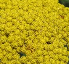 Image result for Achillea filipendulina
