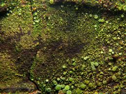 Attēlu rezultāti vaicājumam “Lecanora conizaeoides”