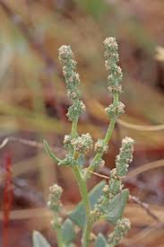 Attēlu rezultāti vaicājumam “Atriplex patula fruit”