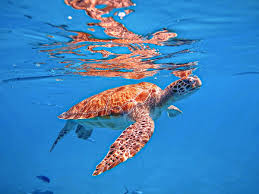 Image result for Harbour Lights Snorkelling Club (HLSC)