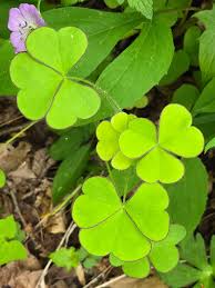 Attēlu rezultāti vaicājumam “Oxalidaceae”