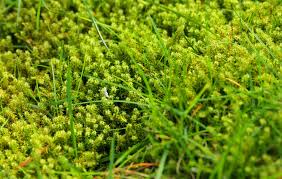 Attēlu rezultāti vaicājumam “Acrocarpous mosses”