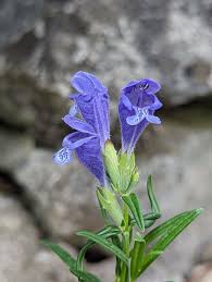 Attēlu rezultāti vaicājumam “Dracocephalum ruyschiana leaf”