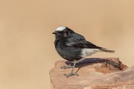 Image result for Oenanthe leucopyga