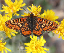 Attēlu rezultāti vaicājumam “Euphydrias aurinia”