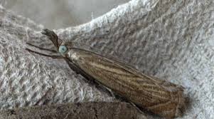 Attēlu rezultāti vaicājumam “Chrysoteuchia culmella”