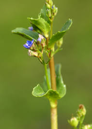 Attēlu rezultāti vaicājumam “Veronica beccabunga”