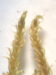 Attēlu rezultāti vaicājumam “Drepanocladus aduncus var. polycarpon”